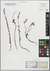 Foto von Salix repens L.